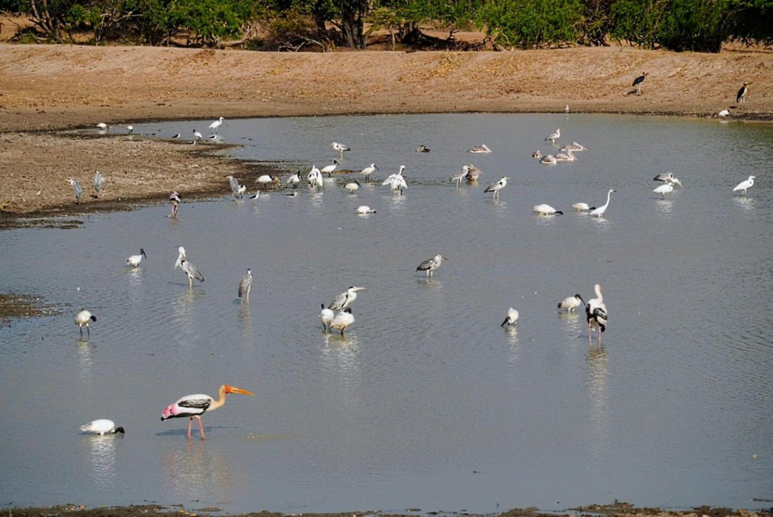 לינה וארוחת בוקר ארוגם Surfers Park Arugambay מראה חיצוני תמונה